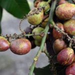 The Benefits of Matoa Fruit